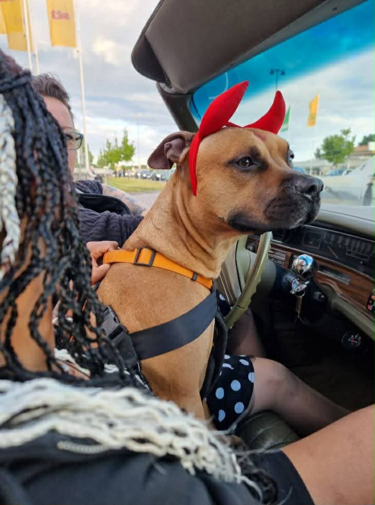 Hunden med röda horn i framsätet under en cruisingkväll