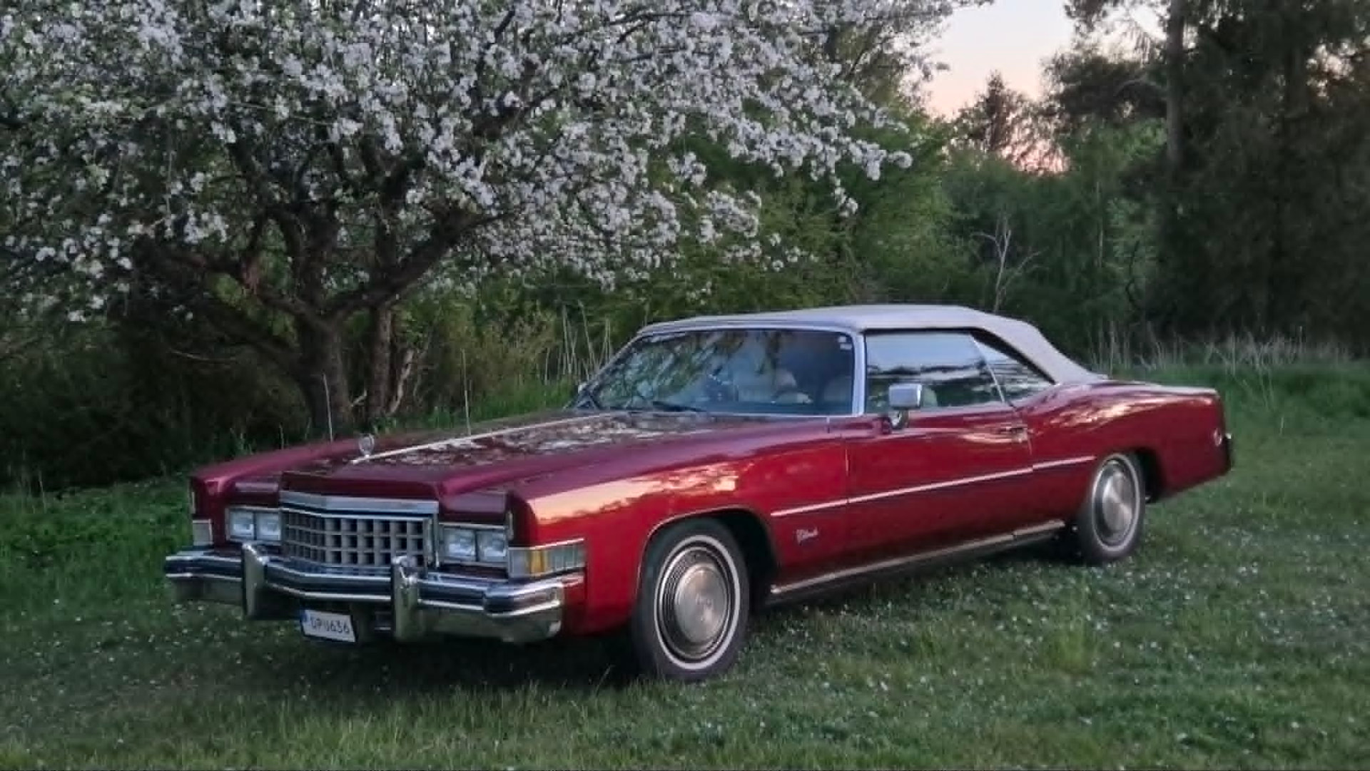Röd Cadillac Eldorado cabriolet under blommande träd